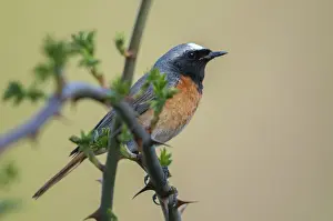 Drucke von Rotkehlchen, Phoenicurus phoenicurus, Rotstart, Vögel, Gartenvögel, Männchen, Passeriformes , Singvögel Gartenrotschwanz Drucke: Rotkehlchen, Phoenicurus phoenicurus