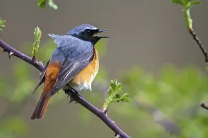 Drucke von Rotflügel, Phoenicurus phoenicurus, rotschwanz, Vögel, Gartenvögel, Gesang, Männchen, Passeriformes , Singen , Singvögel Gartenrotschwanz Drucke: Rotkopf, Phoenicurus phoenicurus