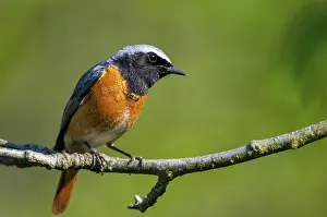 Drucke von Rotkehlchen, Phoenicurus phoenicurus, Rotstart, Vögel, Gartenvögel, Männchen, Passeriformes , Singvögel Gartenrotschwanz Drucke: Rotbauchammer, Phoenicurus phoenicurus