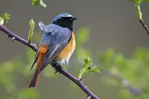 Drucke von Rotkehlchen, Phoenicurus phoenicurus, Rotstart, Vögel, Gartenvögel, Männchen, Passeriformes , Singvögel Gartenrotschwanz Drucke: Rotkopf, Phoenicurus phoenicurus
