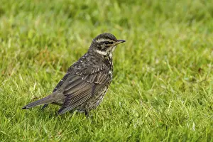 Thrush Species Drucke: Redthrush, Turdus iliacus
