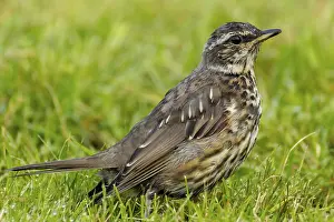 Thrush Species Drucke: Redthrush, Turdus iliacus