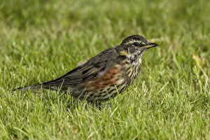 Oscine Birds Drucke: Redthrush, Turdus iliacus
