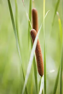 Common Reed Drucke: Reed