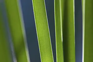 Aquatic Macrophyte Images Drucke: Reed, detail