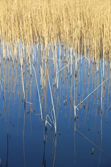 Central Europe Natural Preserves Drucke: Reed blades reflected in the water surface
