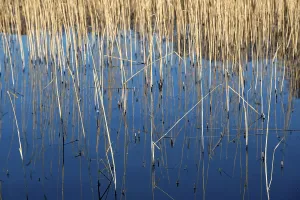 Mritz National Park Germany Drucke: Reed blades reflected in the water surface