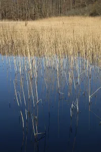 Central Europe Natural Preserves Drucke: Reed blades reflected in the water surface
