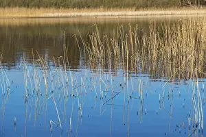 Water Surface Reflections Drucke: Reed blades reflected in the water surface