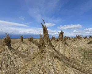 Rural Agricultural Landscape Europe Drucke: Reed put up for drying, Seewinkel