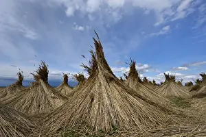 Agricultural Cultivation Drucke: Reed put up for drying, Seewinkel