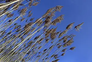 True Grasses Nature Drucke: Reed fronds