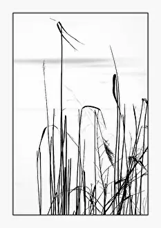 Northern Germany Scenery Drucke: Reed by the lake