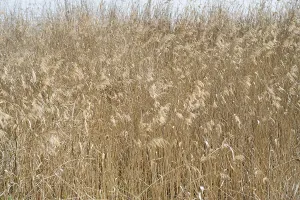 Drucke von Reed, Phragmites australis, Vollformat, Hintergrundbild Australis Drucke: Reed, Phragmites australis, Vollformat.