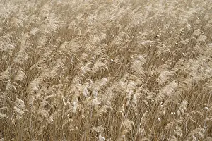 Drucke von Reed, Phragmites australis, Vollformat, Hintergrundbild Australis Drucke: Reed, Phragmites australis, Vollformat