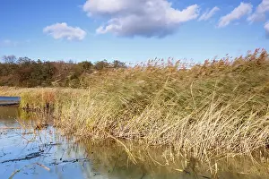 Saxony Anhalt Germany Landscape Drucke: Reed swaying in the strong wind