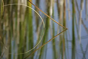 Water Body Reflections Drucke: Reeds reflected on the surface of a lake