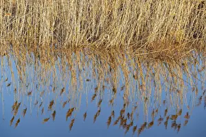 Reflections In Water Drucke: Reeds reflected in the water in the floodplain along the Oder river