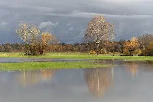 Flooded Meadow Drucke: Reflected trees in a flooded meadow after heavy storms