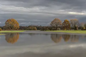 Flooded Meadow Drucke: Reflected trees in a flooded meadow after heavy storms
