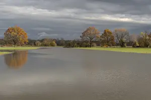 Tree Reflections In Water Drucke: Reflected trees in a flooded meadow after heavy storms