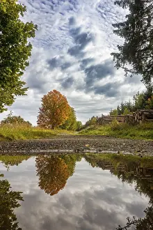 Deciduous Tree Reflection Drucke: Reflection of autumn deciduous tree maple in puddle