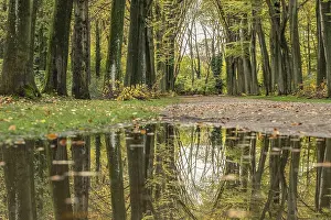 Row Of Trees Drucke: Reflection of an avenue of trees