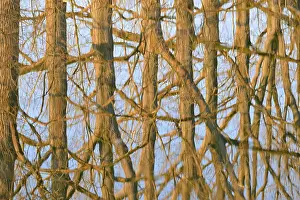 Deciduous Trees On Water Drucke: Reflection of deciduous trees on the water surface