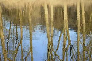 Water Surface Reflections Germany Drucke: Reflection of deciduous trees on the water surface