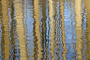 Deserted Waterfront Germany Drucke: Reflection of deciduous trees on the water surface