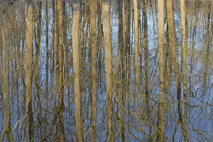 Water Surface Reflections Drucke: Reflection of deciduous trees on the water surface