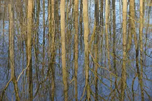 Deciduous Trees In Europe Drucke: Reflection of deciduous trees on the water surface