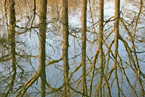 Deserted Waterfront Scene Germany Drucke: Reflection of deciduous trees on the water surface