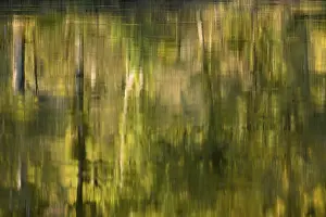 Moselle River Germany Drucke: Reflection of deciduous trees on the water surface