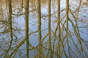 Central European Nature Scenery Drucke: Reflection of deciduous trees on the water surface