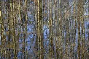 German Waterfront Landscape Drucke: Reflection of deciduous trees on the water surface