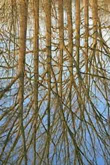 Blue Sky Waterfront Scene Drucke: Reflection of deciduous trees on the water surface