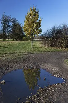 Pedunculate Oak Tree Image Drucke: Reflection of an Oak (Quercus) in a puddle