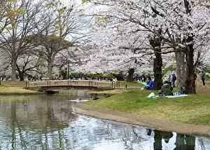 Fruit Tree Blossoms Drucke: Reflection in a pond, cherry trees blooming in spring