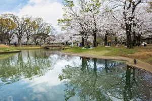 Springtime In Tokyo Japan Drucke: Reflection in a pond, cherry trees blooming in spring