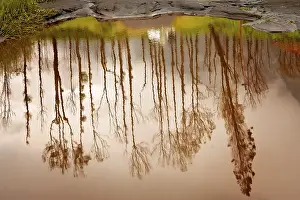 Drucke von Spiegelung hoher Bäume im kleinen Teich im Herbst auf Java, Indonesien See Drucke: Spiegelung hoher Bäume im kleinen Teich im Herbst auf Java.
