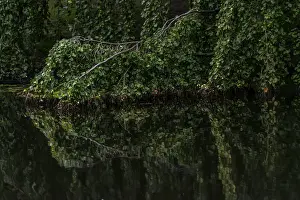 European Beech Fagus Sylvatica Drucke: Reflection, texture, green beech (Fagus sylvatica)