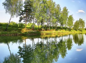Deserted River Landscape Drucke: Reflection of trees in the river