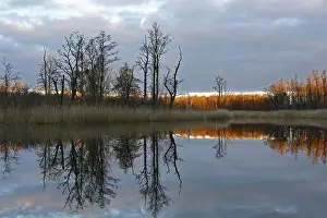 Evening Mood Germany Drucke: Reflection of trees in the water