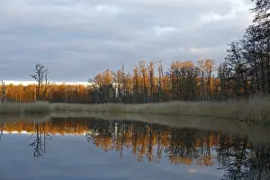 River Reflection Photography Drucke: Reflection of trees in the water