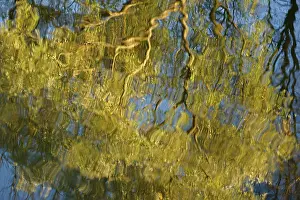 Deserted Riverbank Scene Drucke: Reflection of willow (Salix sp)