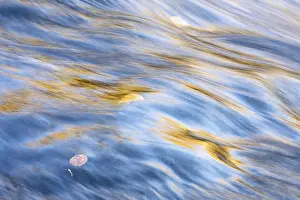 Scandinavian Water Scene Drucke: Reflections in a rushing stream