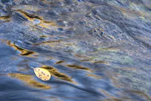 Scandinavian Water Scene Drucke: Reflections in a rushing stream