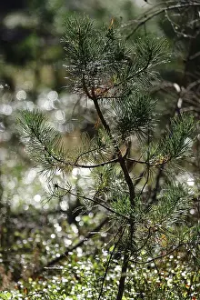 Ecofriendly Environment Protection Drucke: Reforestation, small pine tree