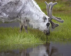 Drucke von Ein Rehbock trinkt aus einem anderen Rehbocks Maul Karibu Drucke: Reinrüden trinken aus einem See